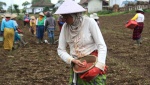 PT Pusri Ajari Cara Pemberian Pupuk yang Tepat kepad Petani Kopi