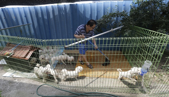 Konsumsi Daging Anjing Dilarang, Peternak Anjing Mengeluh | tempo.co