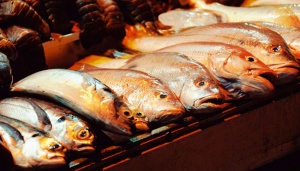 Ikan dari Maluku Bakal Dikirim Langsung ke Austra lia