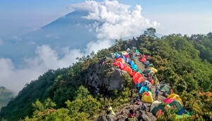 Taman Nasional Gunung Merapi Identifikasi Jenis Anggrek Merapi