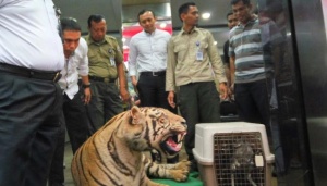 Alasan Aa Gatot Tak Kembalikan Kado Harimau Ustad Guntur Bumi
