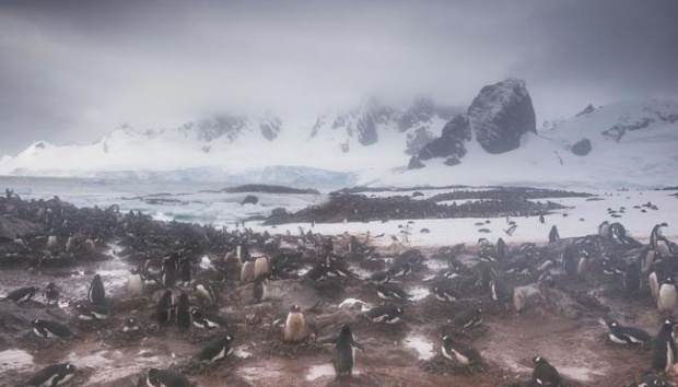 Study: Climate Change Poses Extinction Threats on Thousands of Animal Species