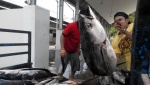 Tangkapan Tuna di Bawah Kuota, karena Kebijakan KKP?