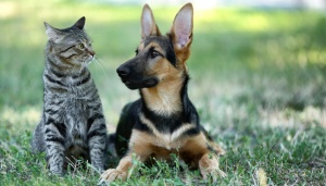 Sebabkan Sakit, Jauhkan Hewan Peliharaan dari 4 Barang Ini 