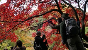 Wisata ke Kanagawa di Jepang, Ada Museum Doraemon dan Kafe Ninja