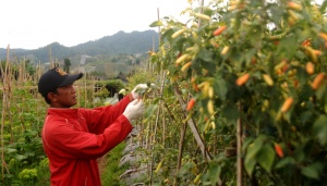 BMKG Sebut Aliran Monsun Australia Penyebab Suhu Dingin Indonesia