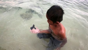 99 Telur Penyu Sisik Menetas di Penangkaran Pulau Tikus