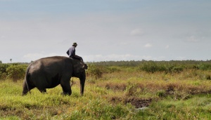 Koridor Gajah di Bengkulu untuk Mencegah Kepunahan Fauna Itu