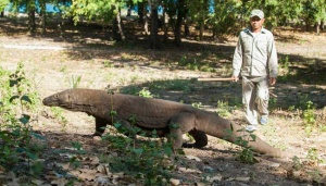 Warga Desa Tangkap Komodo yang Berkeliaran Di Luar Taman Nasional