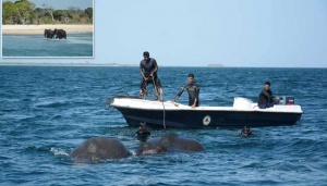 Detik-Detik Penyelamatan Dua Anak Gajah yang Terseret ke Laut Â