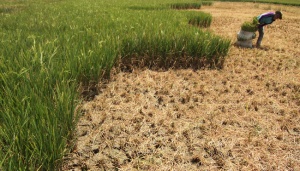Kekeringan, Di Jawa Barat 1.775 Hektare Sawah Dilanda Puso