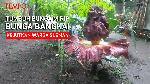 Tumbuh Bunga Mirip Bunga Bangkai Kejutkan Warga Sleman