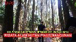 Hilangkan Penat dengan Menikmati Indahnya Hutan Pinus Mangunan