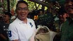 Ridwan Kamil Beri Nama Cinta Lestari untuk Bayi Orangutan