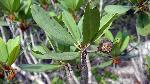 Pohon Torem, Manilkara kanosiensis, Jadi Tanaman Endemik Maluku