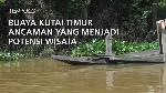 Buaya Kutai Timur, Ancaman yang Jadi Potensi Wisata