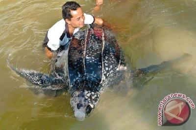 Perampok Telur Penyu Beraksi di Pulau Sangalaki