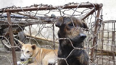 Peduli Anjing, Lembaga ini Himpun Petisi Tutup Pasar Tomohon