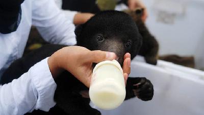 Berita Terbaru Hewan Langka Tempo Co