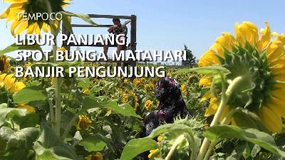 Spot Bunga Matahari Banjir Pengunjung, Ini Uniknya