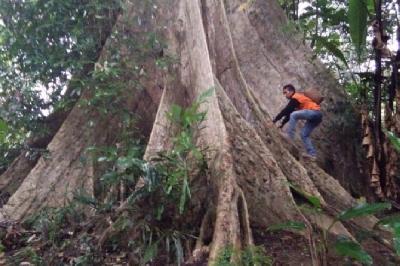 Pencinta Alam Menemukan Pohon Langka nan Besar di Halong