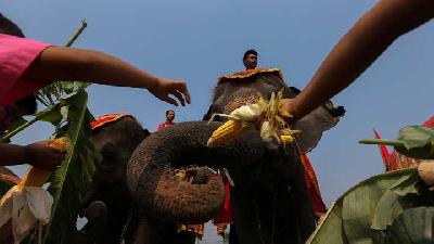 Asiknya Memberi Makan Gajah saat Hari Gajah Nasional Thailand