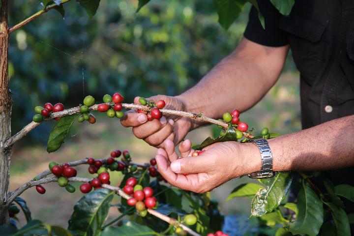 How Sustainable Coffee Farming Can Help Fight Climate Change