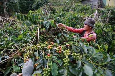 Produktivitas Kopi RI Kalah Dibanding Tetangga, Ini Sebabnya