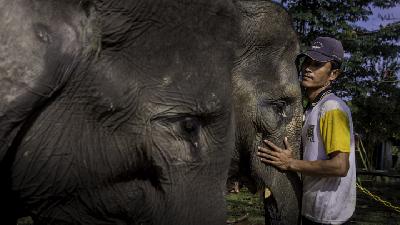 Melihat dari Dekat Konservasi Gajah Sumatera yang Terancam Punah