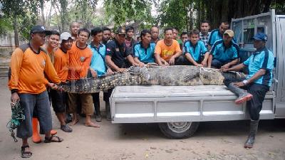 Relawan Berhasil Menangkap Buaya 6 Meter yang Lepas di Sukoharjo