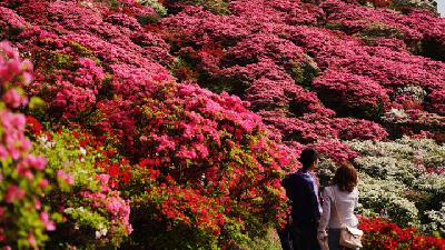 Menikmati Keindahan Hamparan Bunga Azalea di Jepang