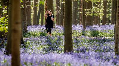 Menikmati Keindahan Bunga Bluebells di Hutan Hallerbos