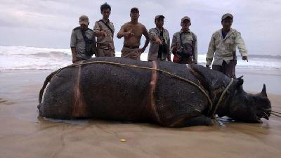 Samson, Badak Jawa Bercula Satu DItemukan Mati di Ujung Kulon