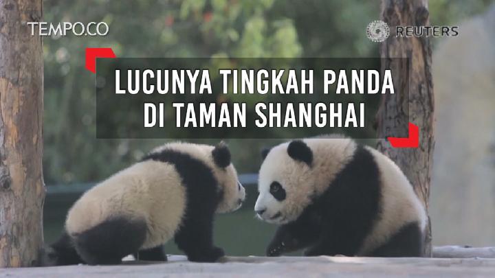 Lucunya Tingkah Panda di Taman Shanghai