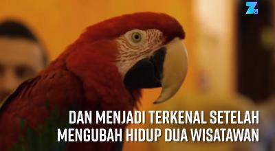 Burung Beo Peramal Tujuan Wisata
