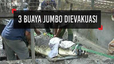 3 Buaya Jumbo Dievakuasi dari Hotel