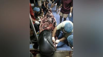 Miris, Paus Ini Mati Setelah Telan 80 Kantong Kresek