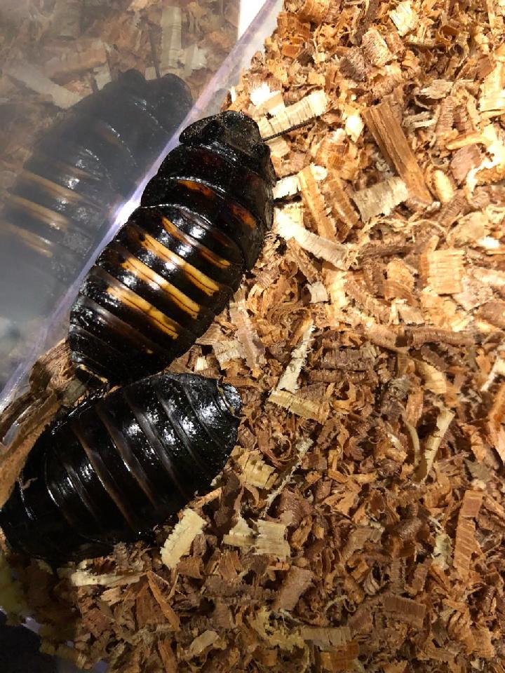 Australia Seizes 100,000 Cockroaches in Record Bug Bust