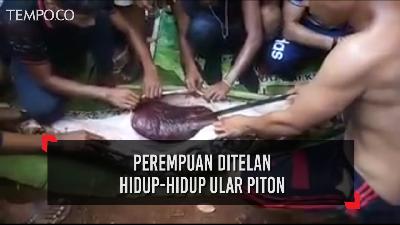 Heboh, Ular Piton Telan Hidup-hidup Perempuan