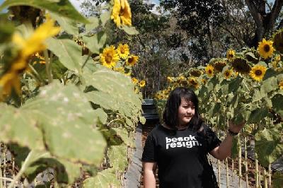 Agar Dapat Foto Keren, Ini Tip ke Taman Bunga Matahari Nawari