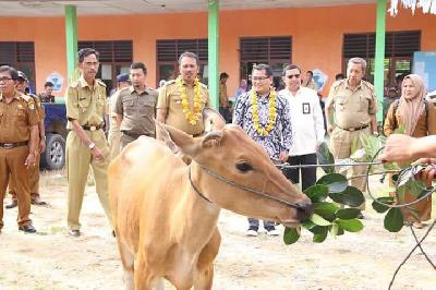 Dorong Produktivitas, Kementerian Desa Serahkan 330 Ekor Sapi Kepada Transmigran Toli-Toli