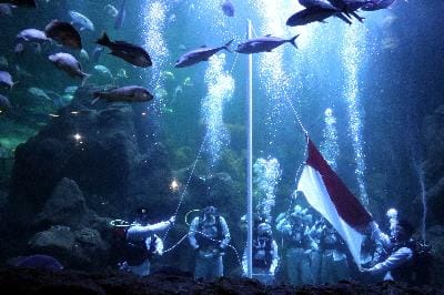 Peringati Kemerdekaan, Seaworld Ancol Akan Kibarkan Merah Putih di Aquarium Raksasa