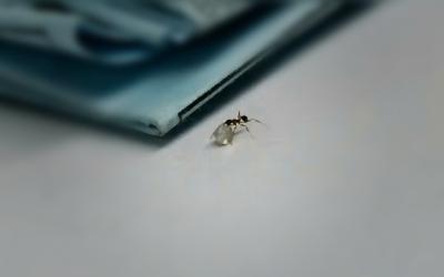 Video Viral Semut Bawa Berlian, Ilmuwan: Mereka Memang Kuat