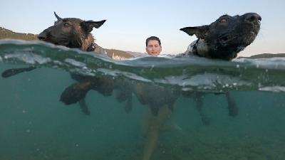 Saat Anjing Ikut Lomba Renang di Pantai Kroasia