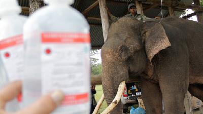 Melihat Gajah Terlatih Penjaga Gajah Liar Saat Dirawat