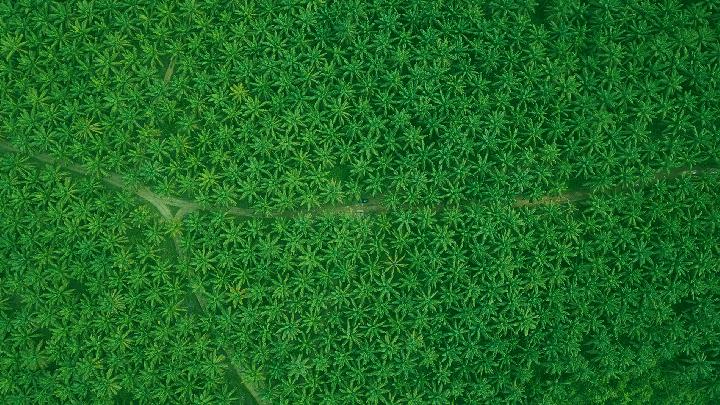 Today's Top 3 News: Government Sees Bright Future for Indonesian Palm Oil in Europe