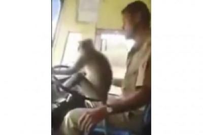 Supir di India Dihukum Biarkan Monyet 'Kemudikan' Bus