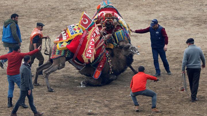 Camels Wrestling Tournament in Traditional Turkish Event foto En.tempo.co