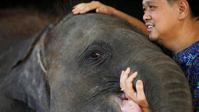 Crippled Thai Elephant To Be Transferred To New Home