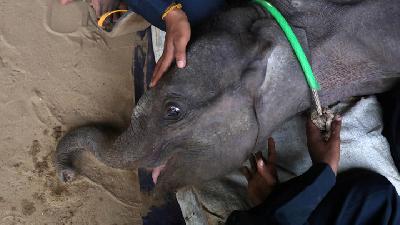 11 Elephants Died in Thailand's Waterfall Plunge